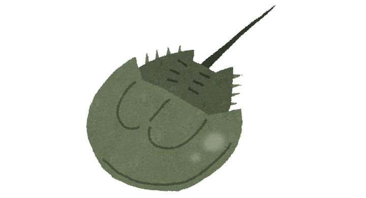 カブトガニ