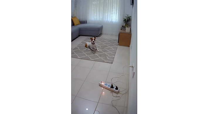 勇敢な犬