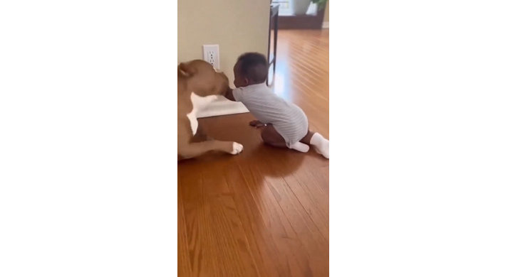赤ちゃんの腕を咥える犬