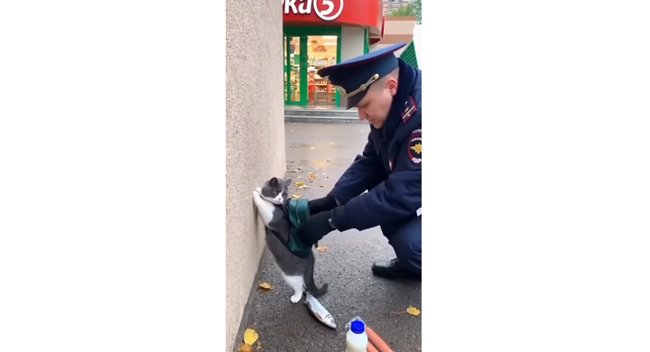 泥棒猫